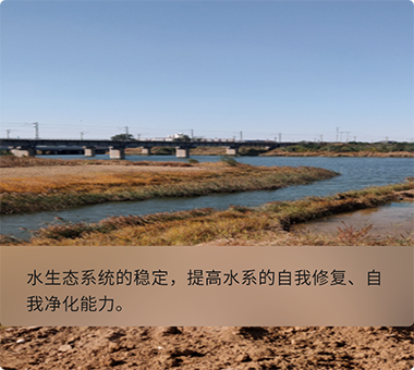 人工濕地示范工程 人工濕地示范工程