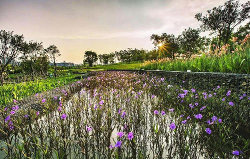 生態(tài)潛流濕地污水處理對(duì)植物要求
