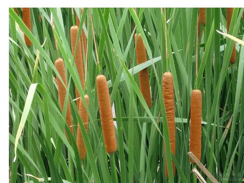 香蒲能有效地吸收硒，特別是硒酸鹽